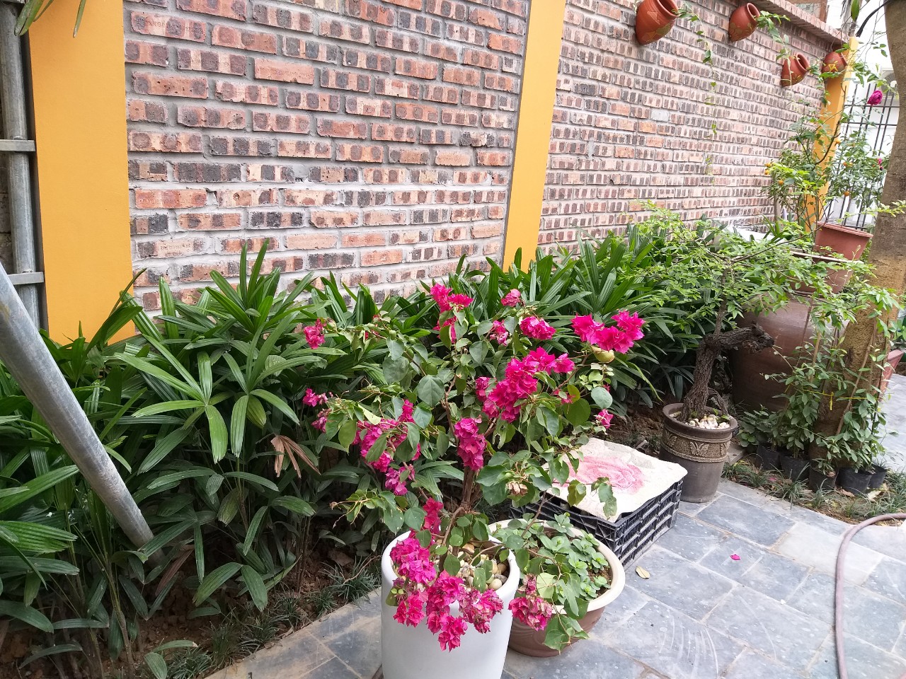 Thiên nhiên xanh Lys Homestay1